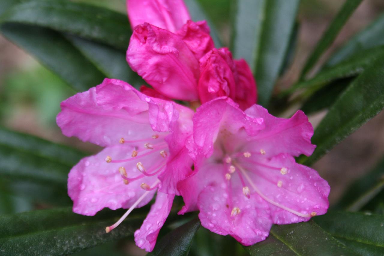 Rhododendron makinoi 'Silber'