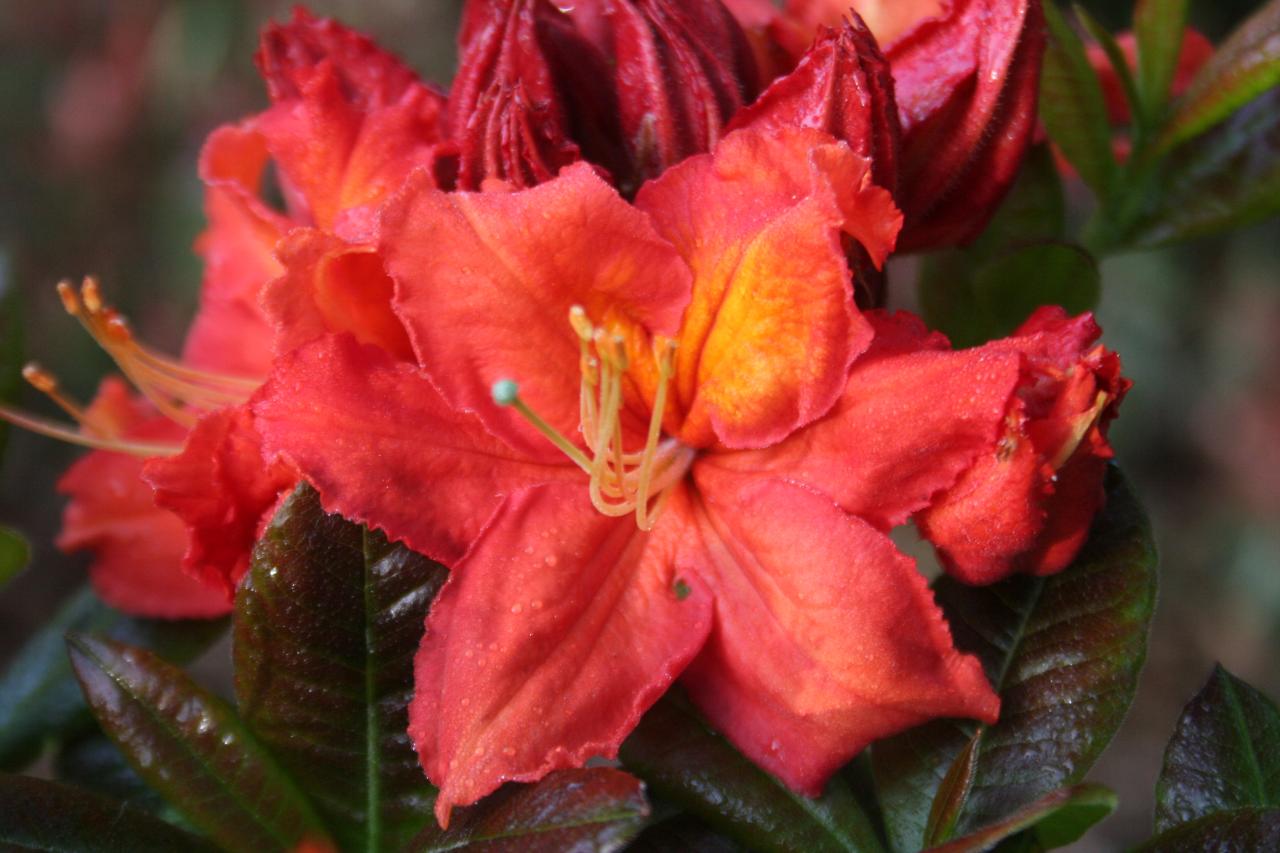 Rhododendron 'Mary Poppins'-5