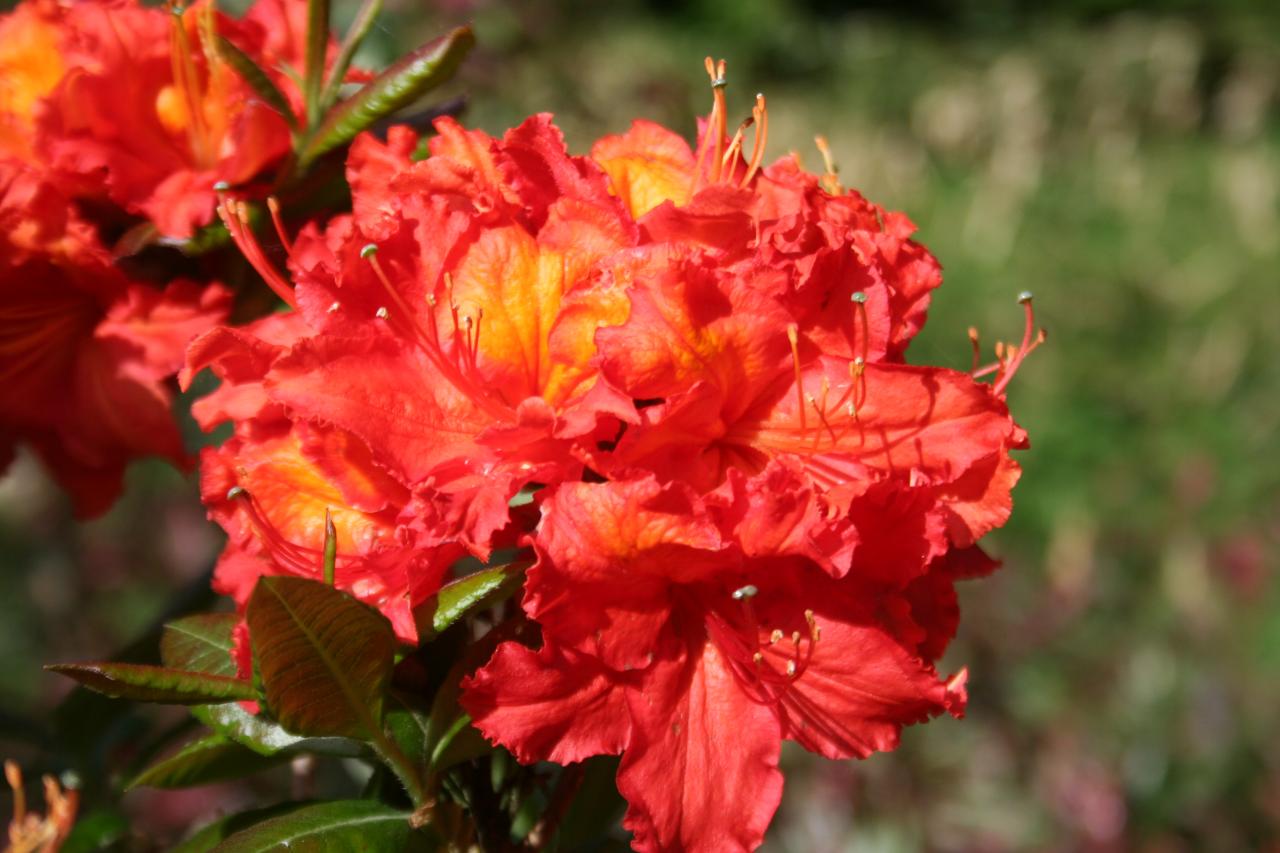 Rhododendron 'Mary Poppins'-9-