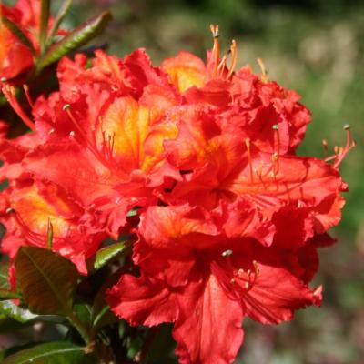 Rhododendron 'Mary Poppins'