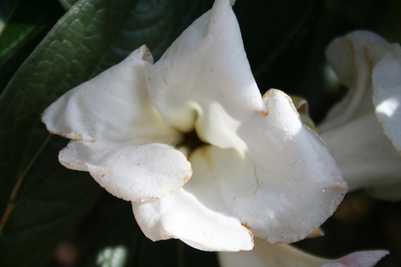 Rhododendron 'Mi Amor'-7-
