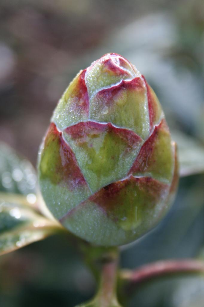 Rhododendron 'Mi Amor'