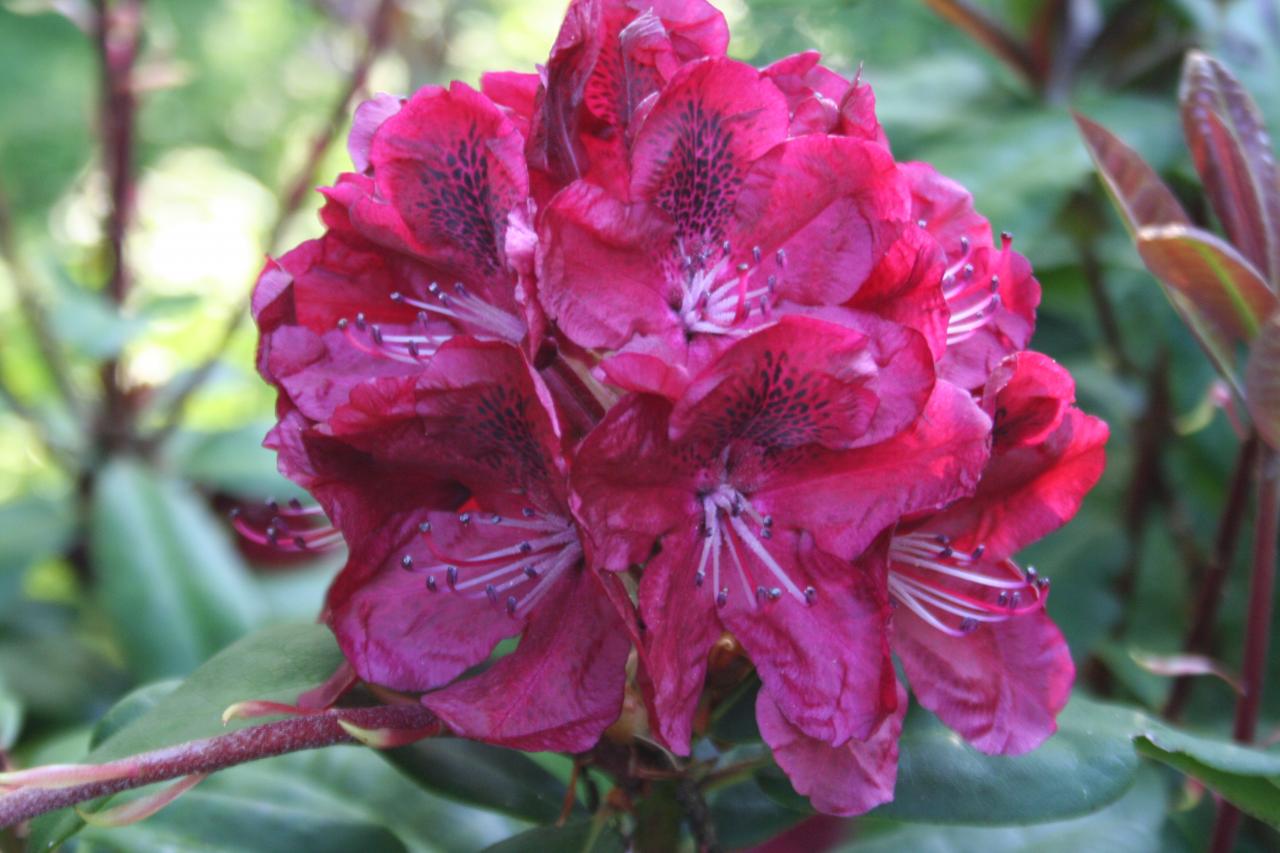 Rhododendron 'Moser's Maroon'
