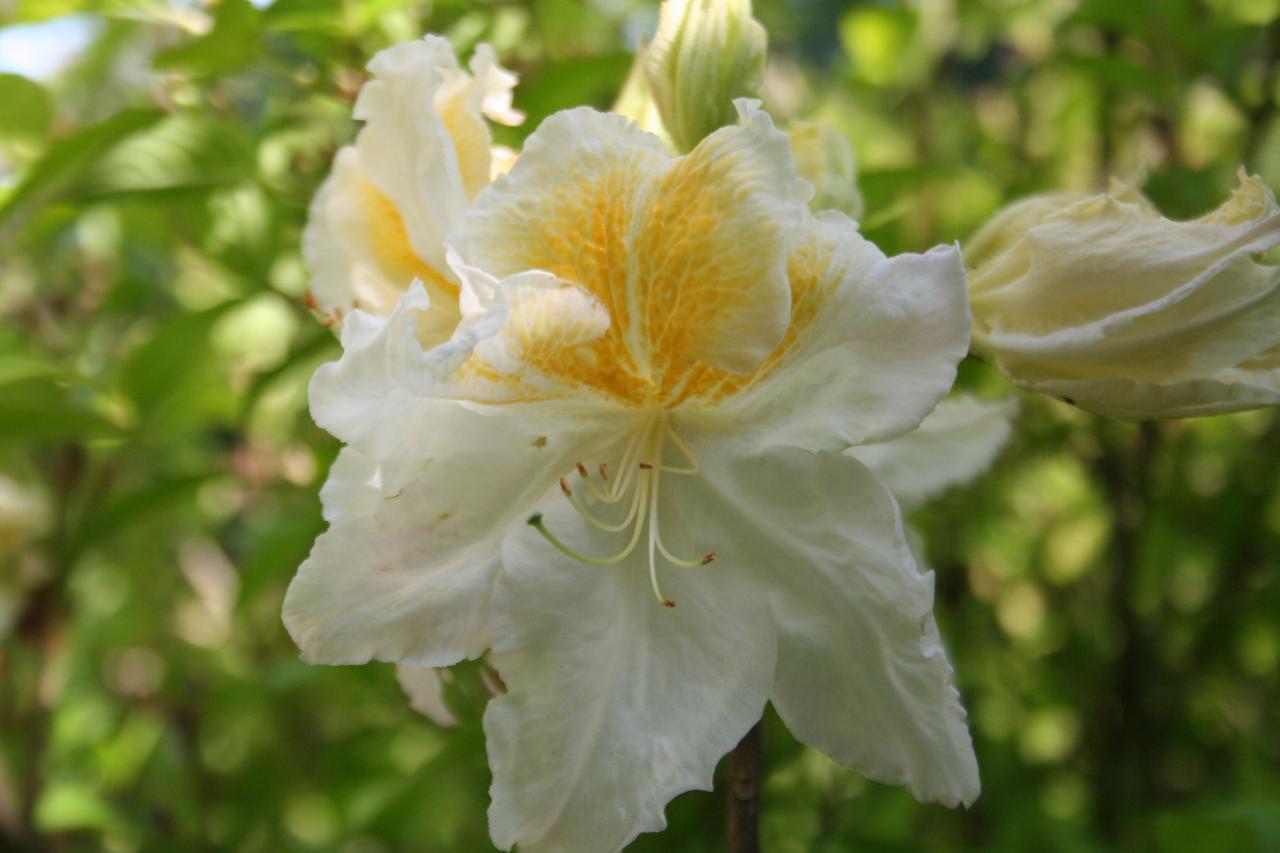 Rhododendron 'Mount Rainier'