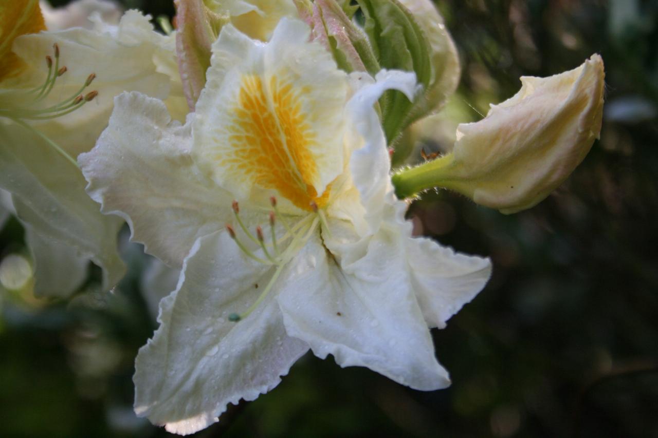 Rhododendron 'Mount Rainier'