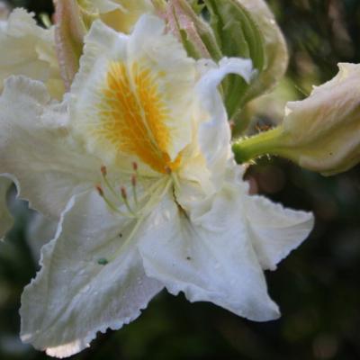 Rhododendron 'Mount Rainier'-6-