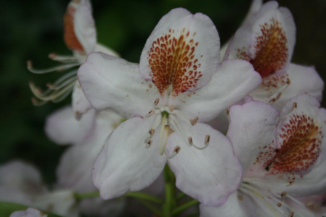 Rhododendron 'Mrs T.H. Lowinsky'-2-