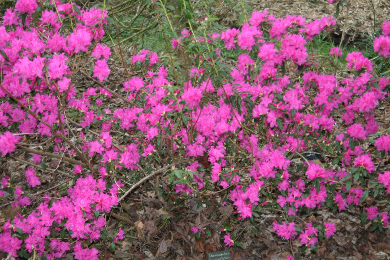 Rhododendron mucronulatum 'Boskoop Ostara'-3-