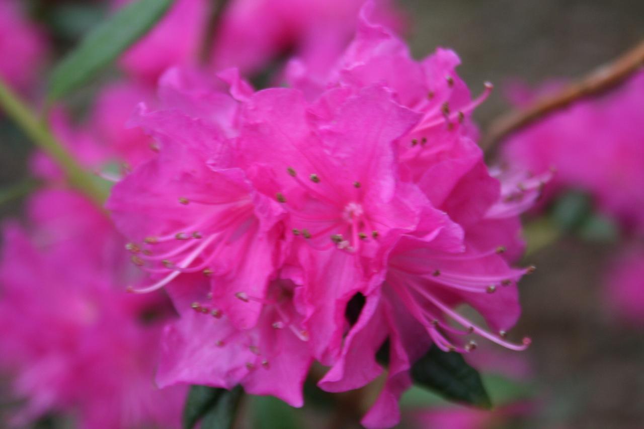 Rhododendron mucronulatum 'Boskoop Ostara'-4-