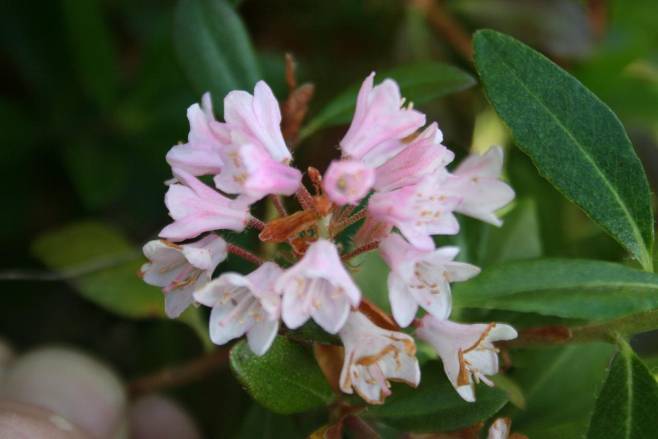 Rhododendron myrtlifolium