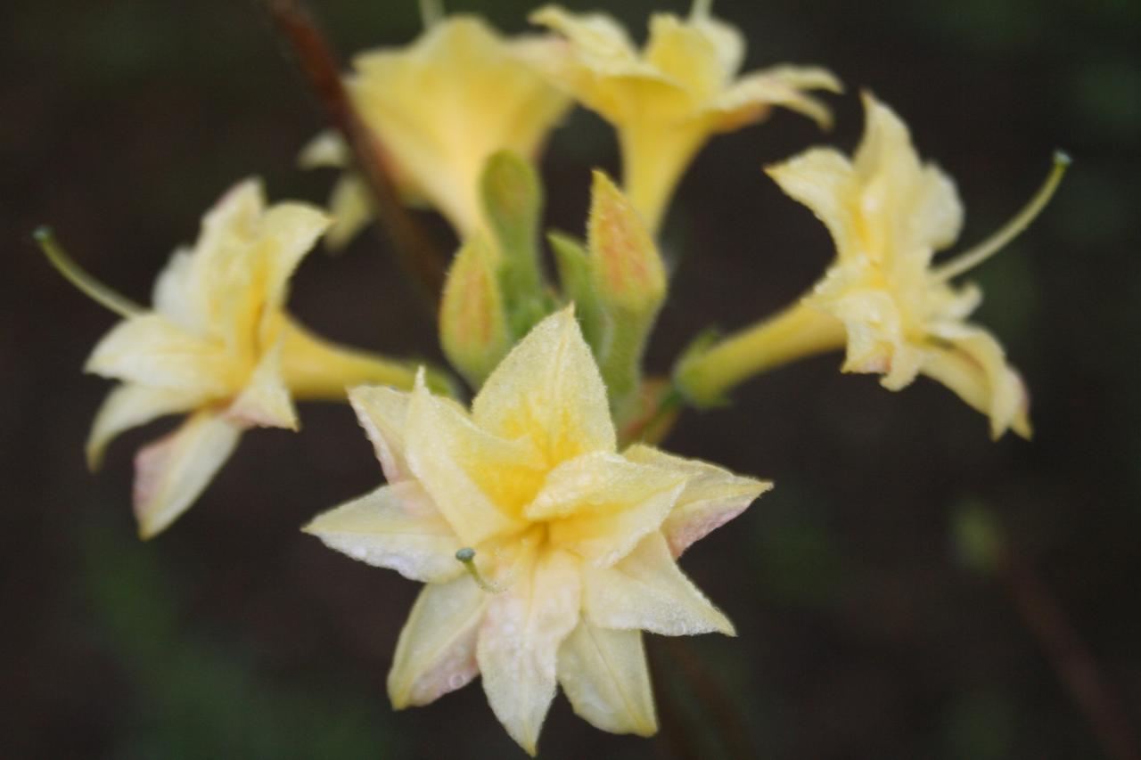 Rhododendron 'Narcissiflorum'-8-