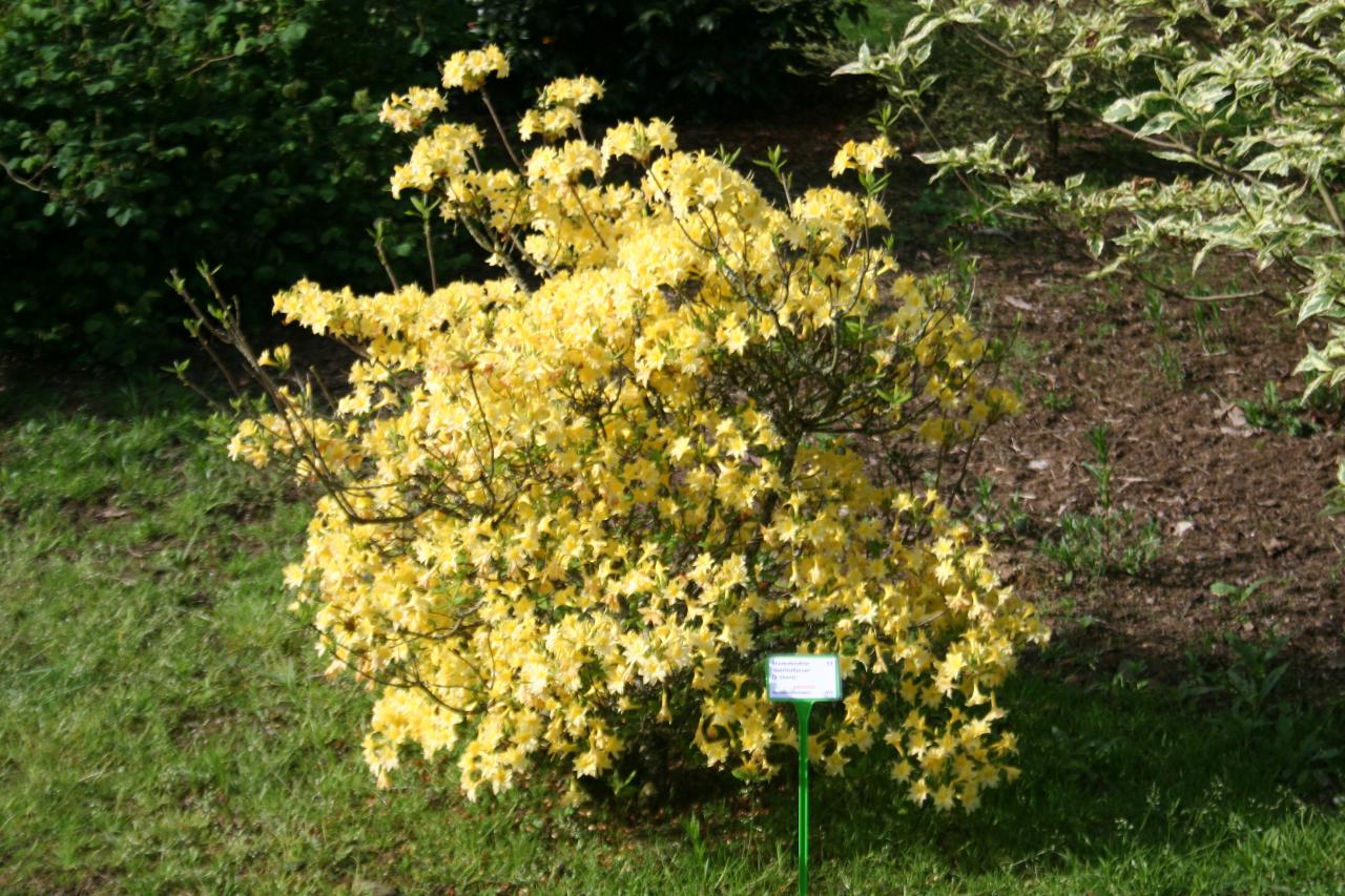 Rhododendron 'Narcissiflorum' (x de Ghent)-10-