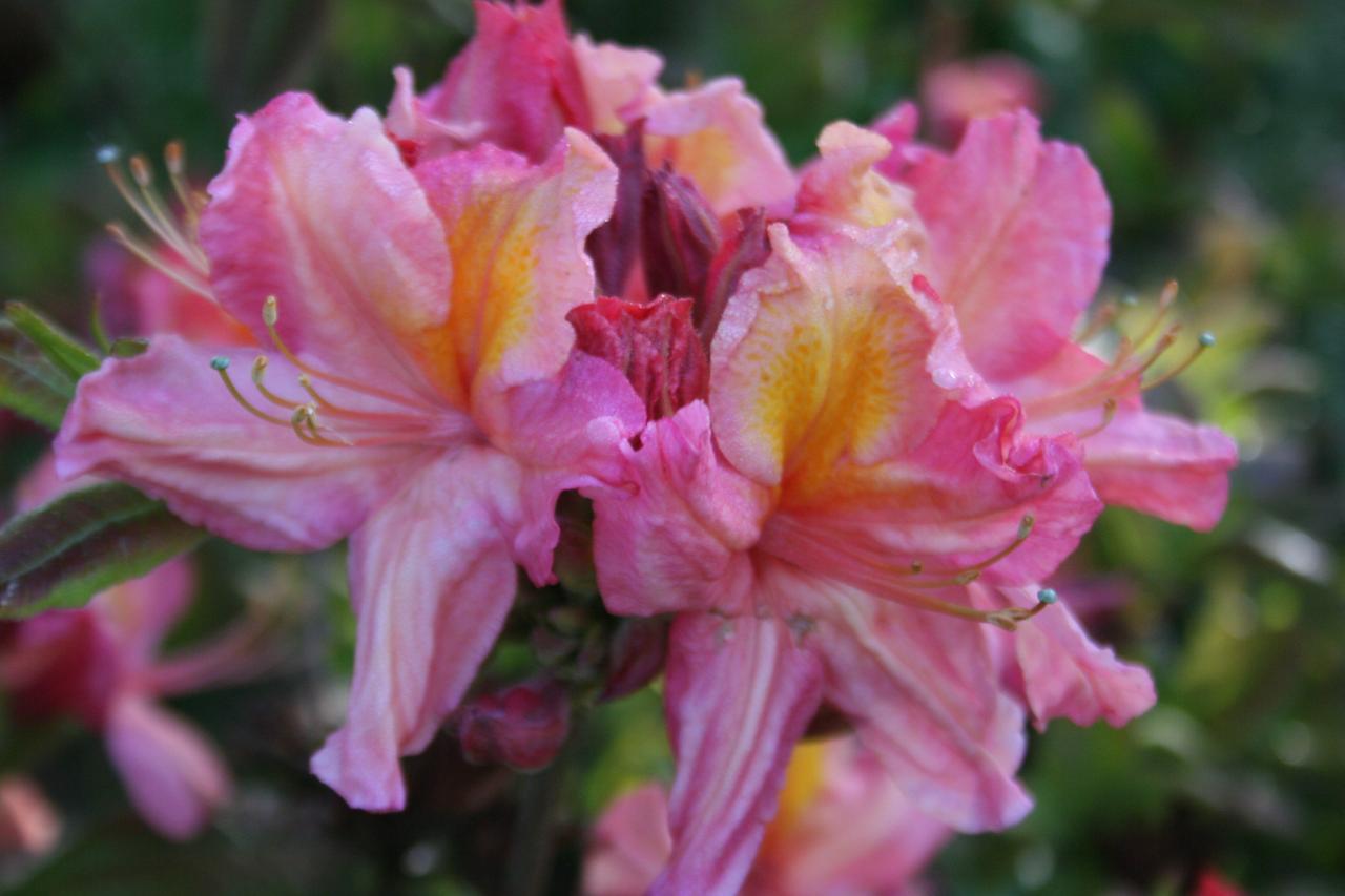 Rhododendron 'Orangeade'