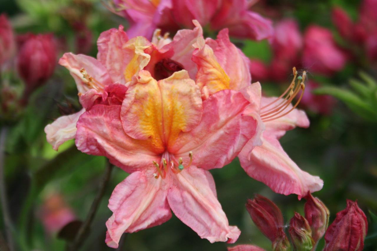 Rhododendron 'Orangeade'