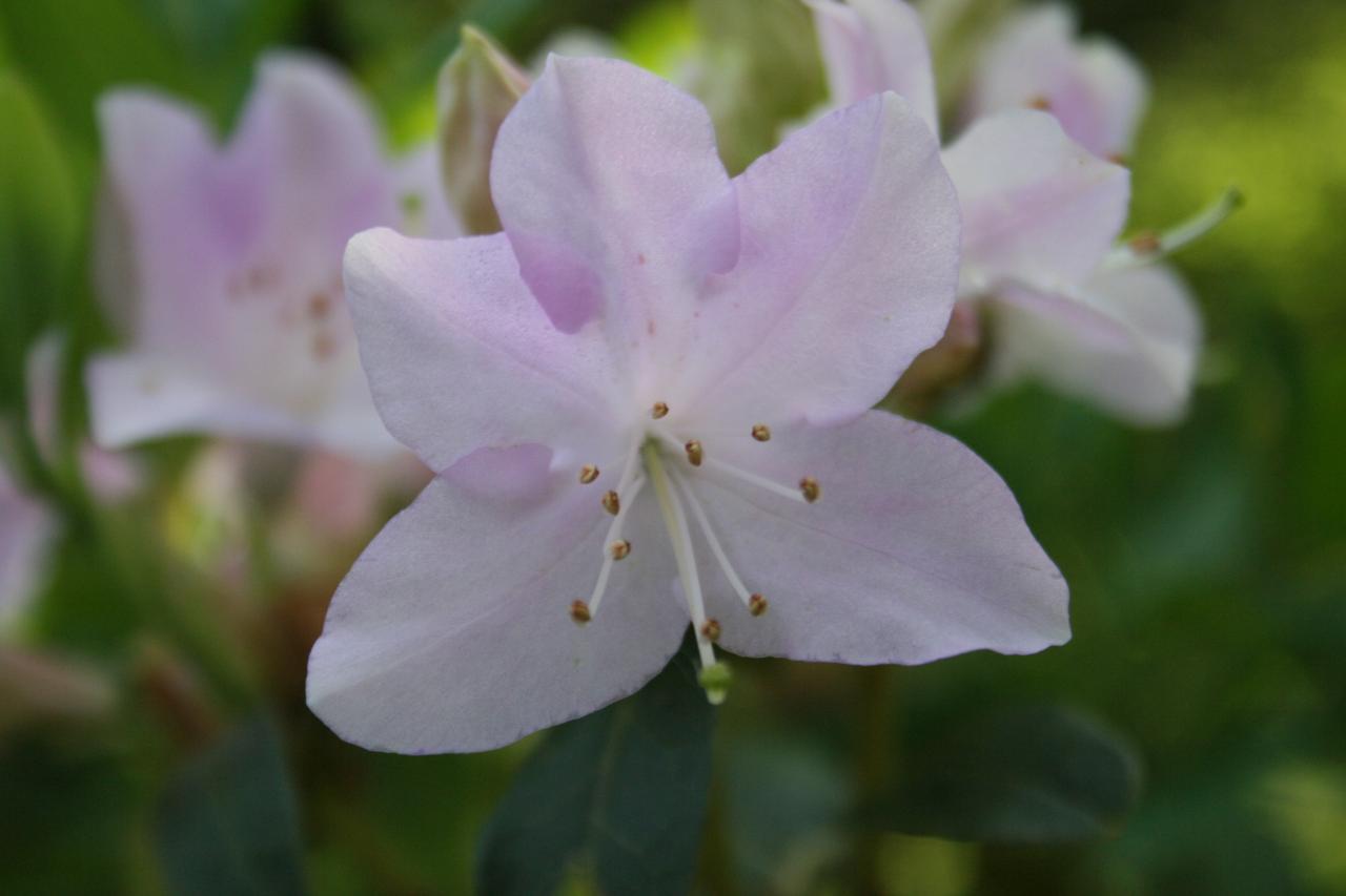 Rhododendron oreotrephes-6-