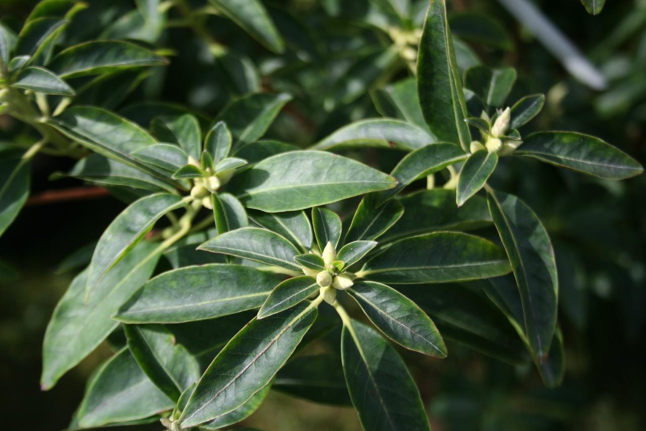 Rhododendron ovatum