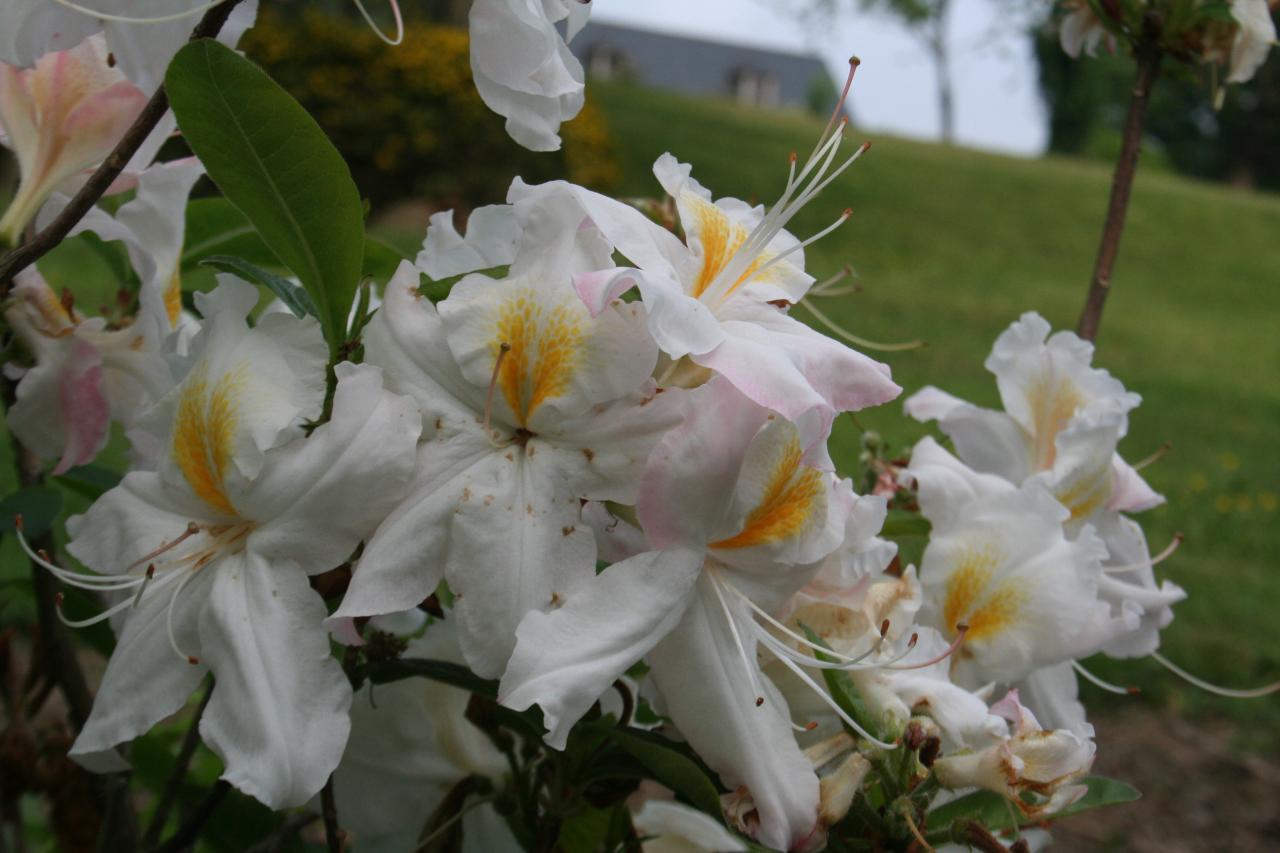 Rhododendron 'Persil'