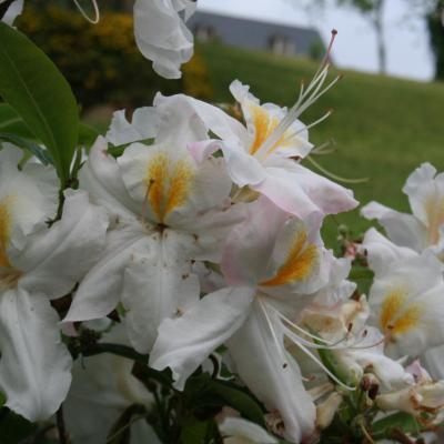 Rhododendron 'Persil'-4-