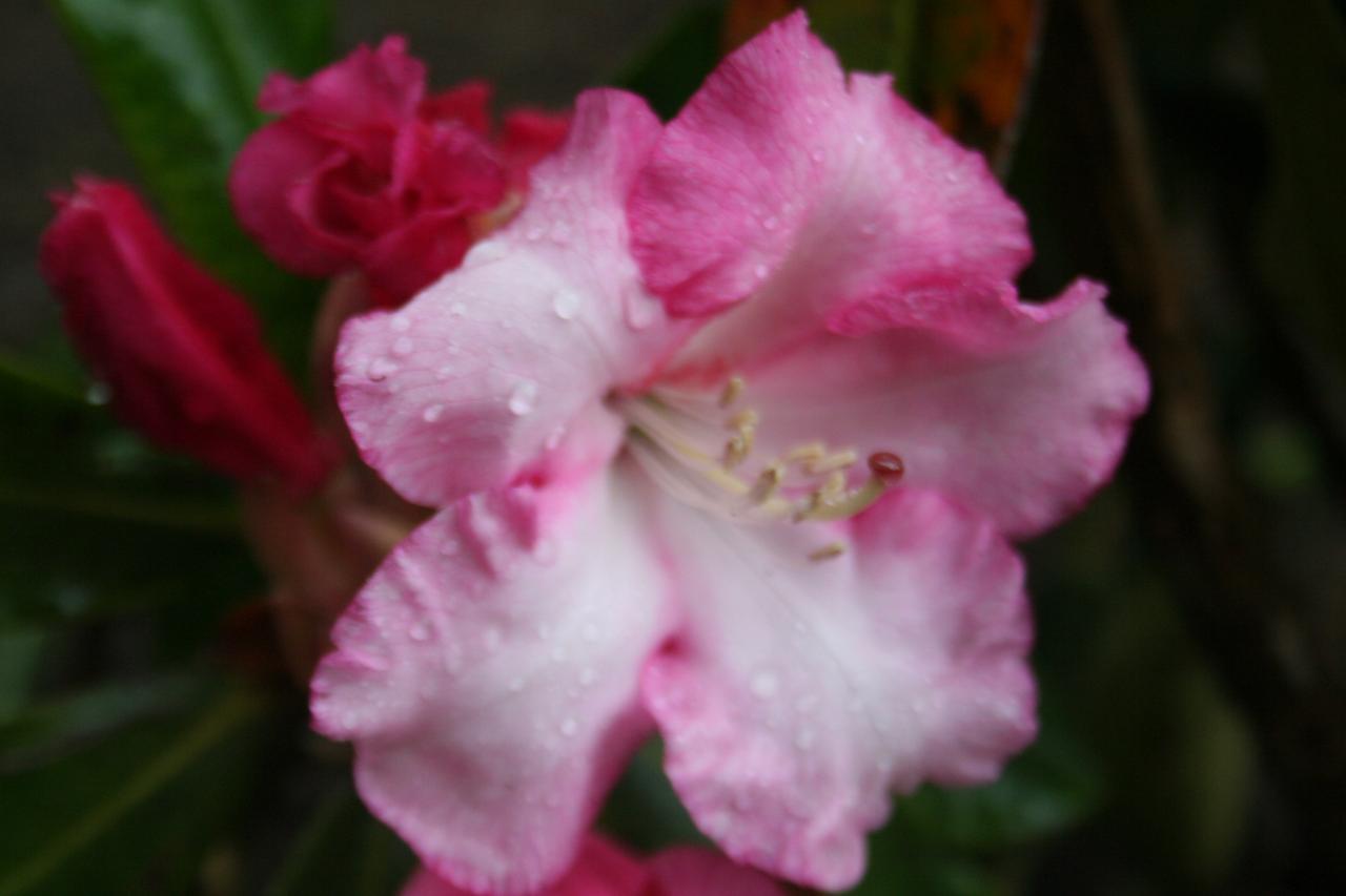 Rhododendron 'Point Défiance'