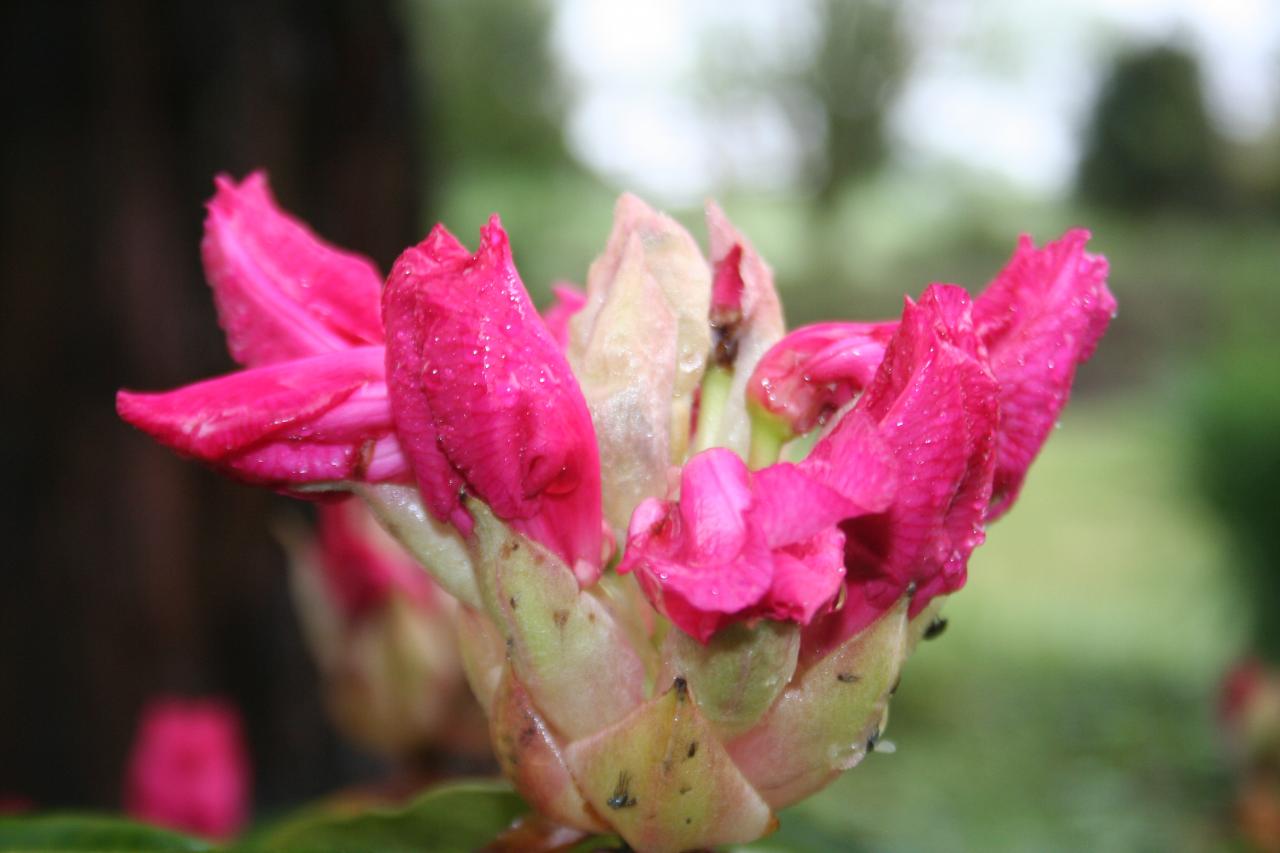 Rhododendron 'Point Defiance'