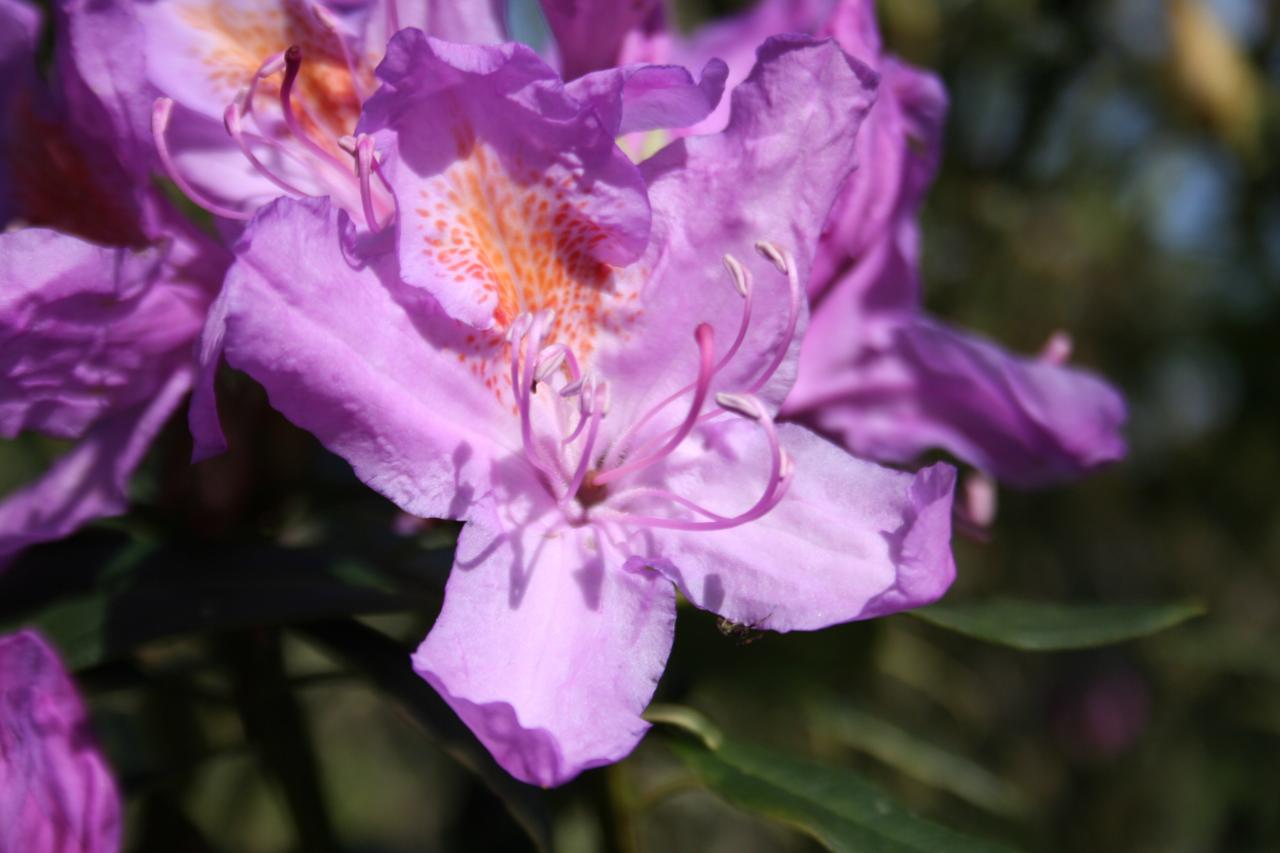 Rhododendron ponticum 'Aureovariegatum'-4-