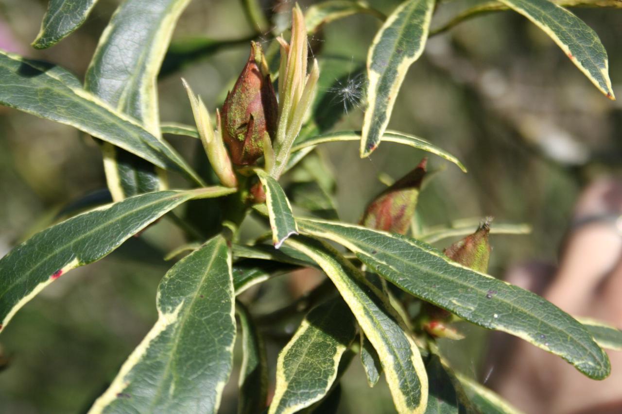 Rhododendron ponticum 'Aureovariegatum'-7-