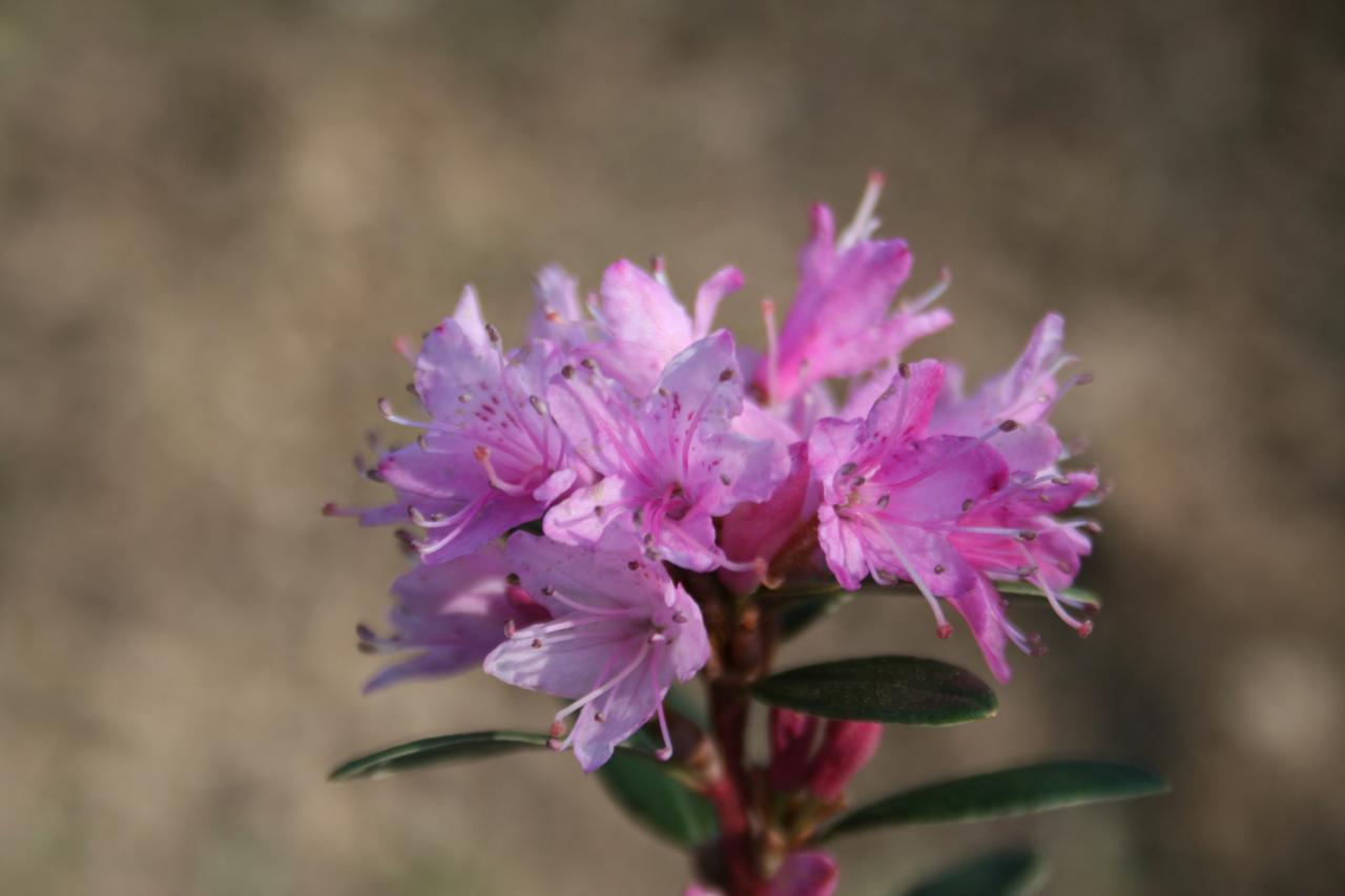 Rhododendron racemosum 3