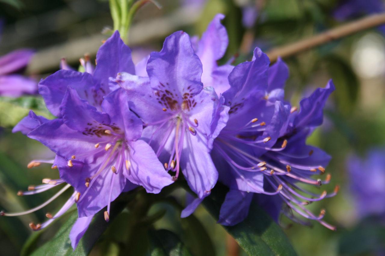 Rhododendron 'Russautinii Group'-4-