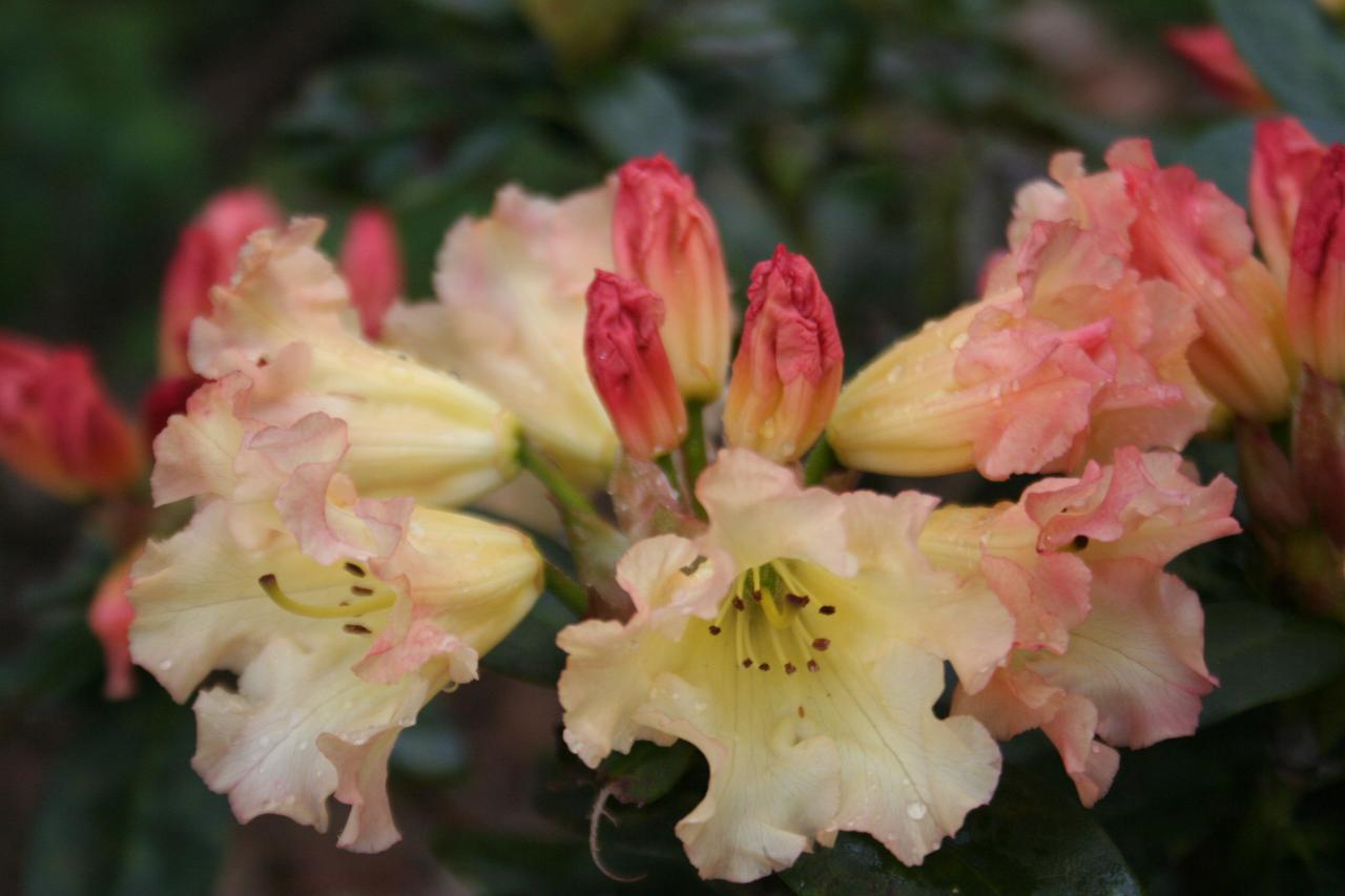Rhododendron 'Saffrano'