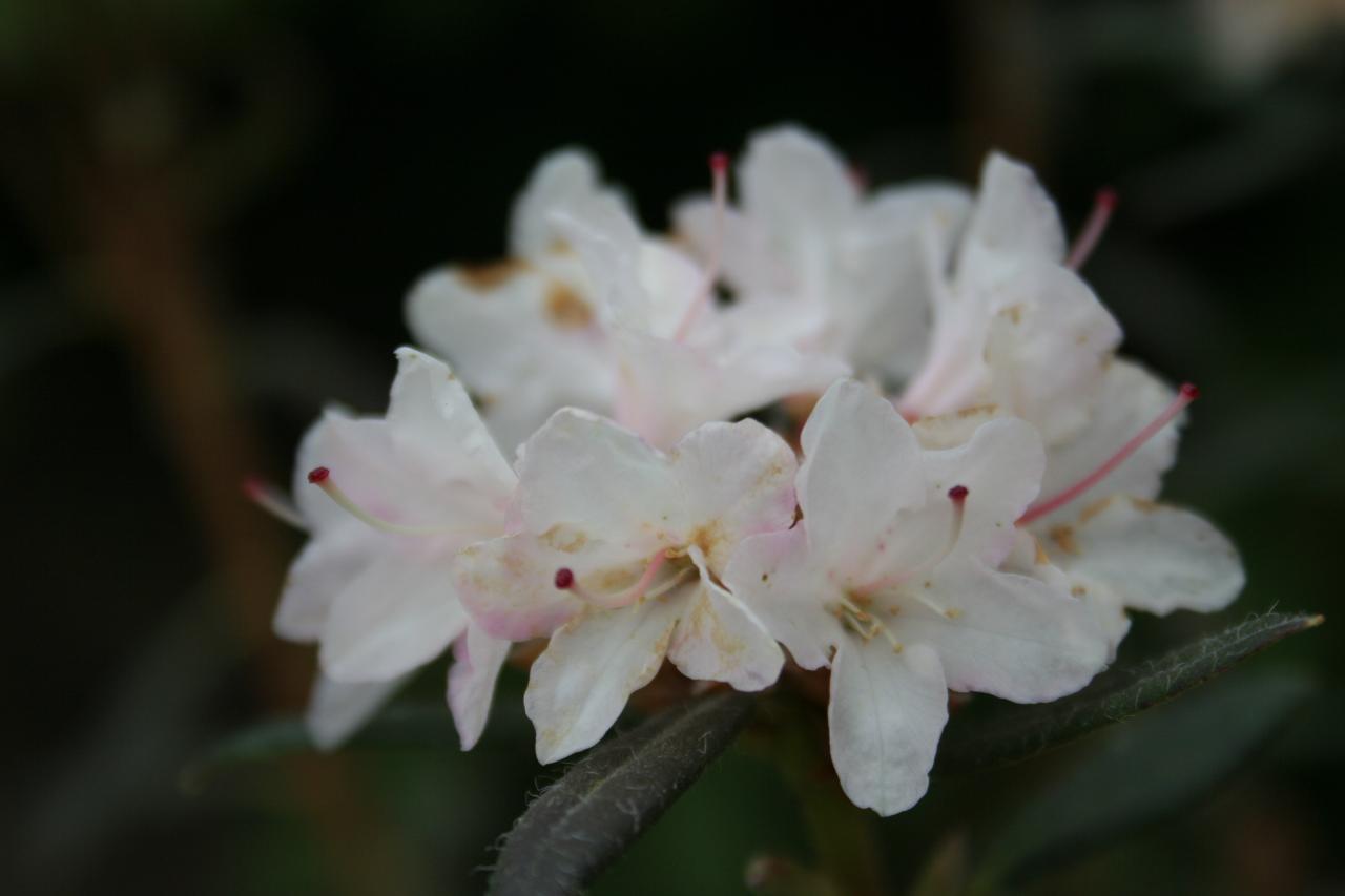 Rhododendron scrabifolium-2-