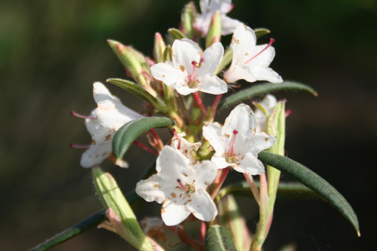 Rhododendron scrabifolium-3-