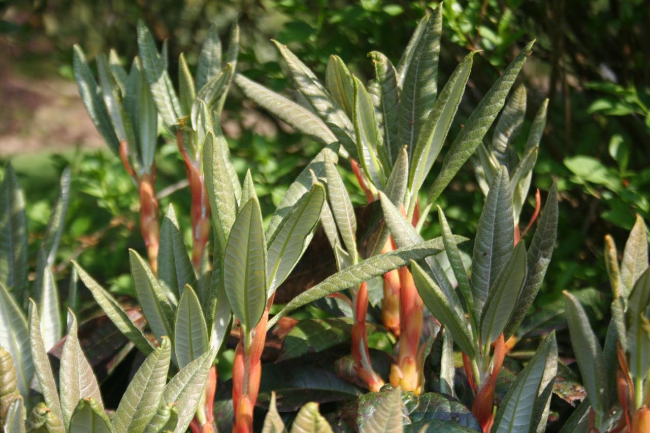 Rhododendron sidereum-5-