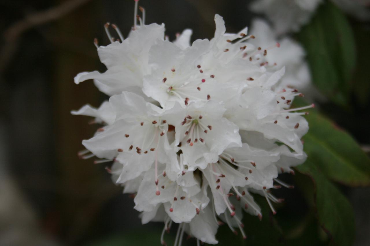 Rhododendron siderophyllum