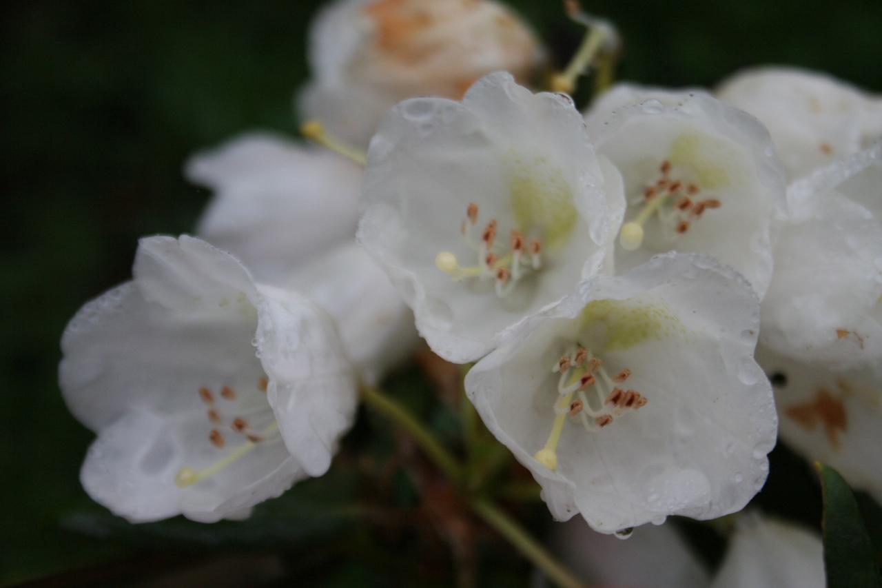 Rhododendron 'Silbervelours'-3-