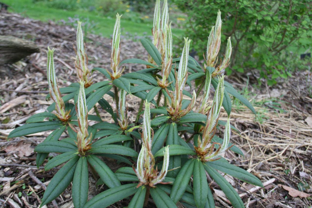 Rhododendron strigulosum-2-