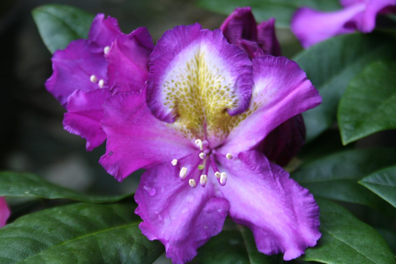 Rhododendron 'Tamarindos'-2-