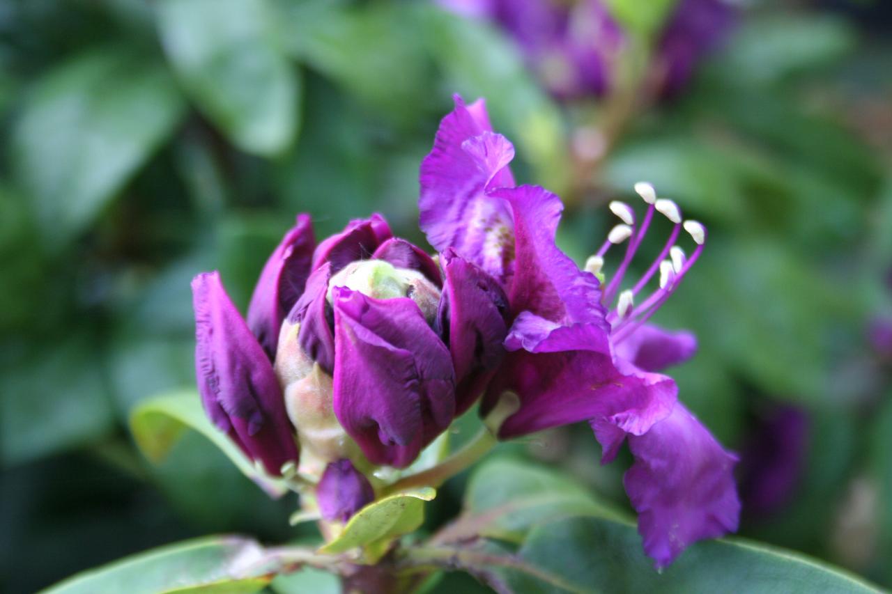 Rhododendron 'Tamarindos'