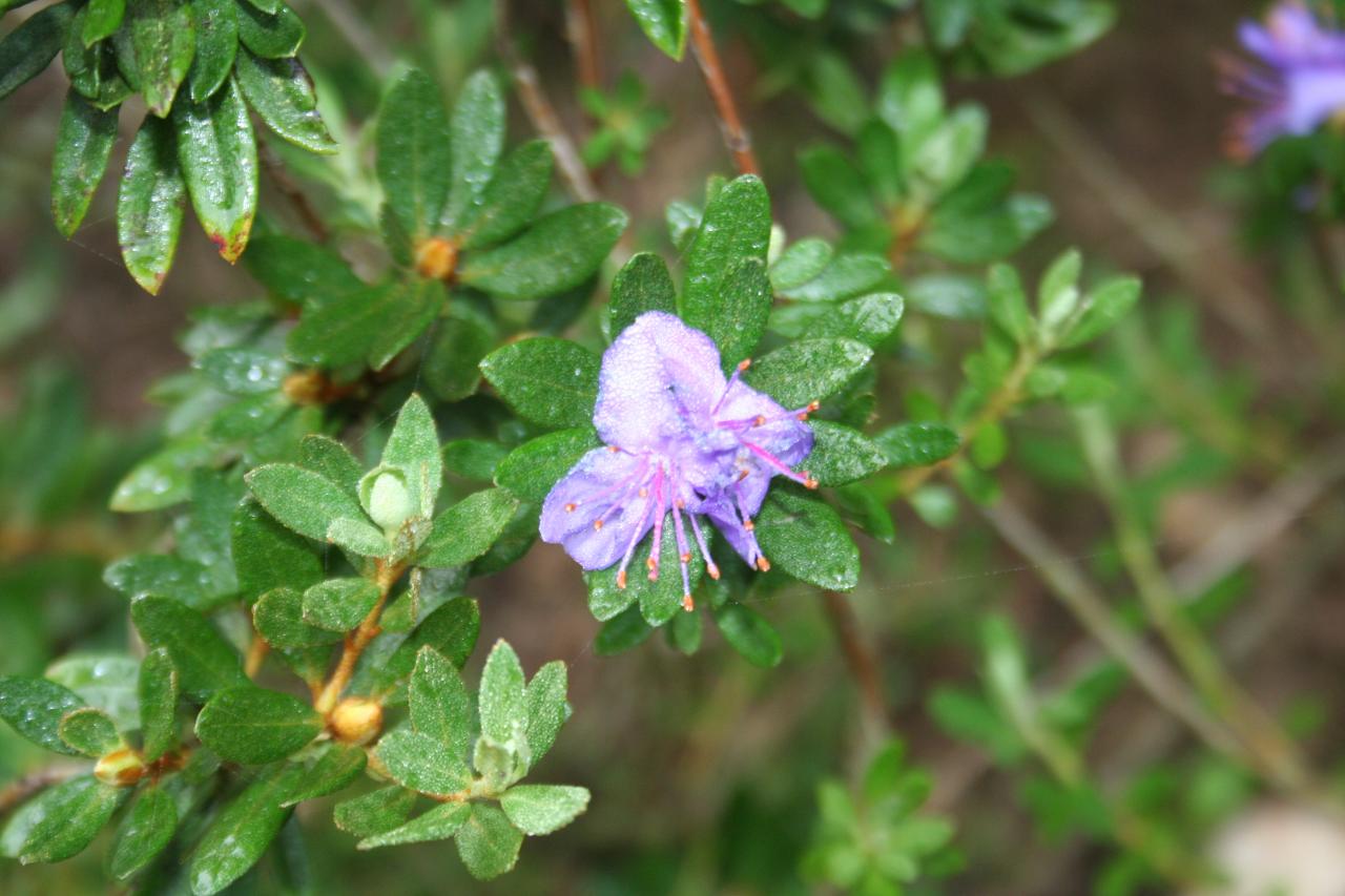 Rhododendron tapetiforme