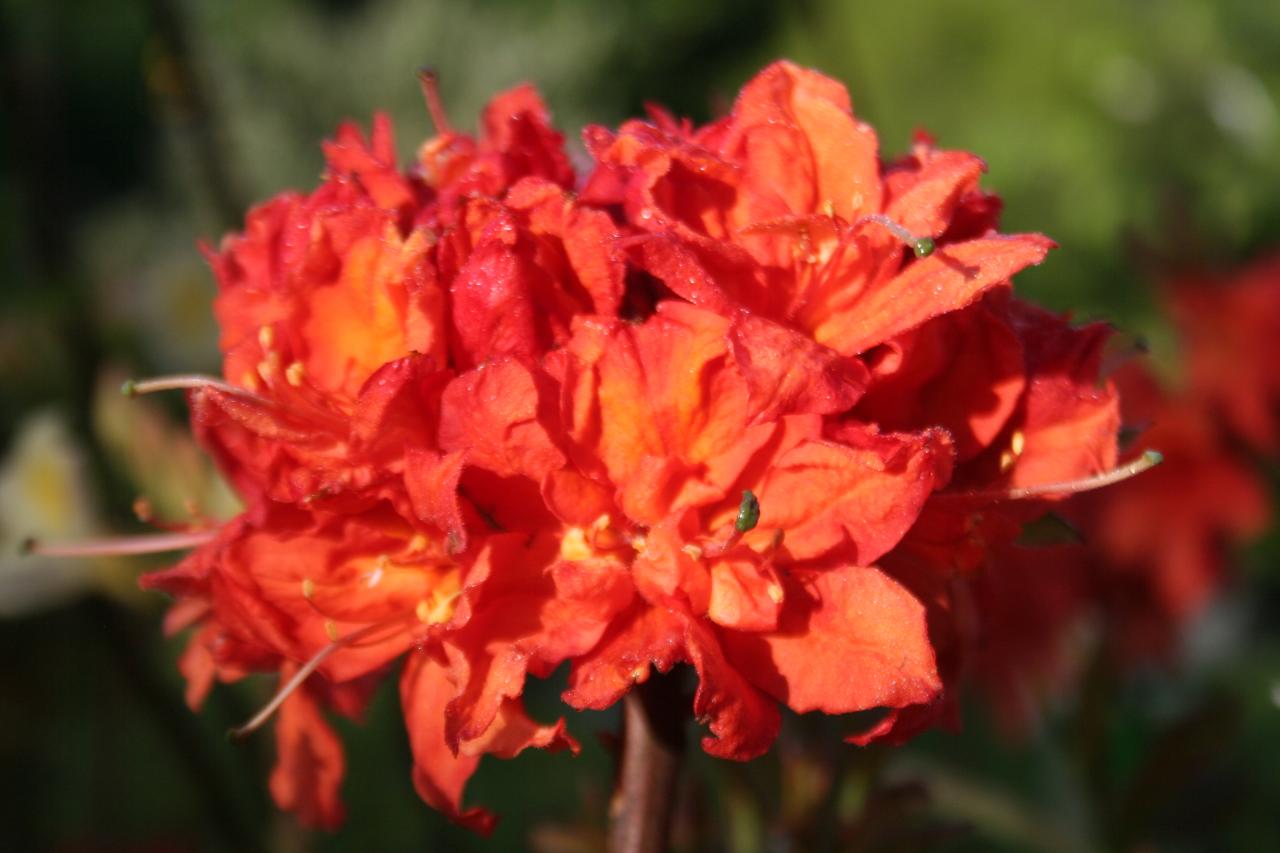 Rhododendron 'Trevarez'