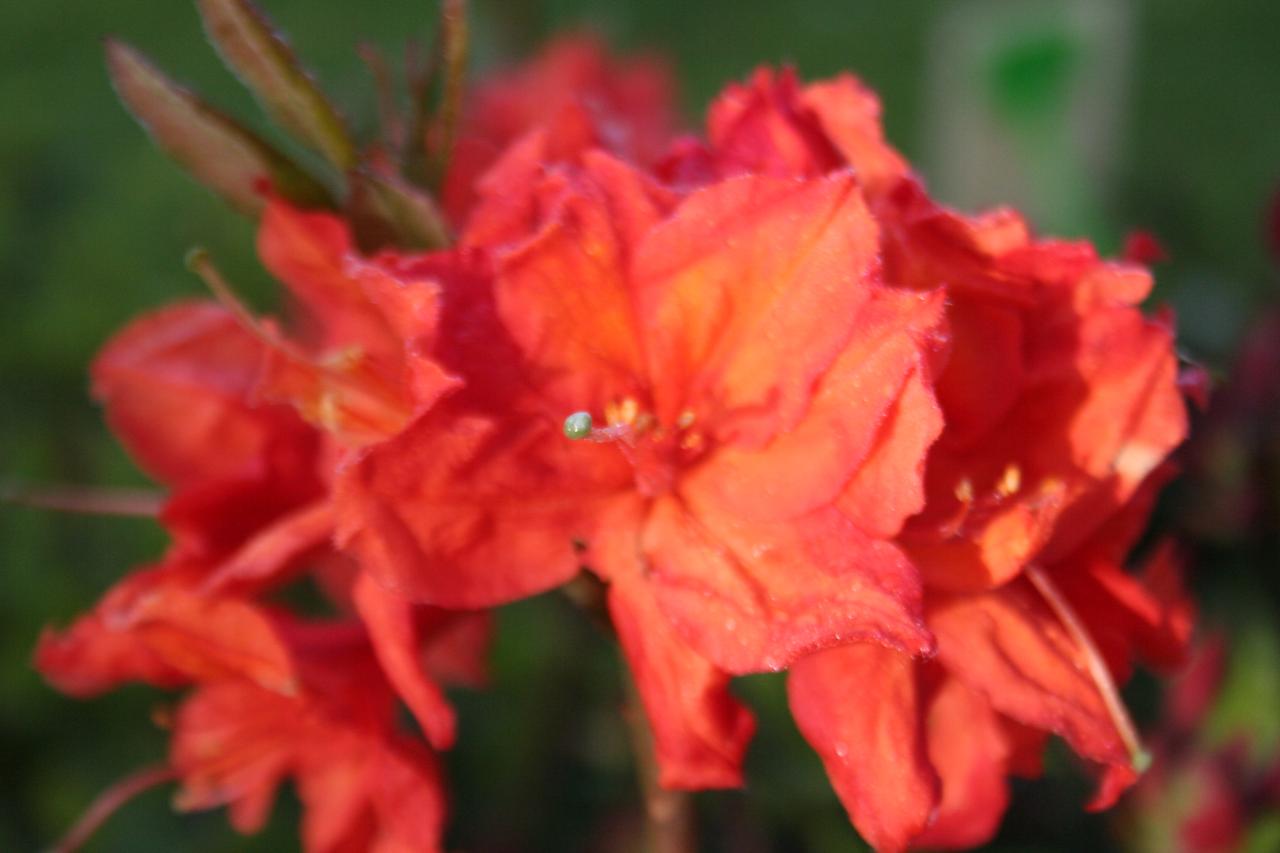 Rhododendron 'Trevarez'