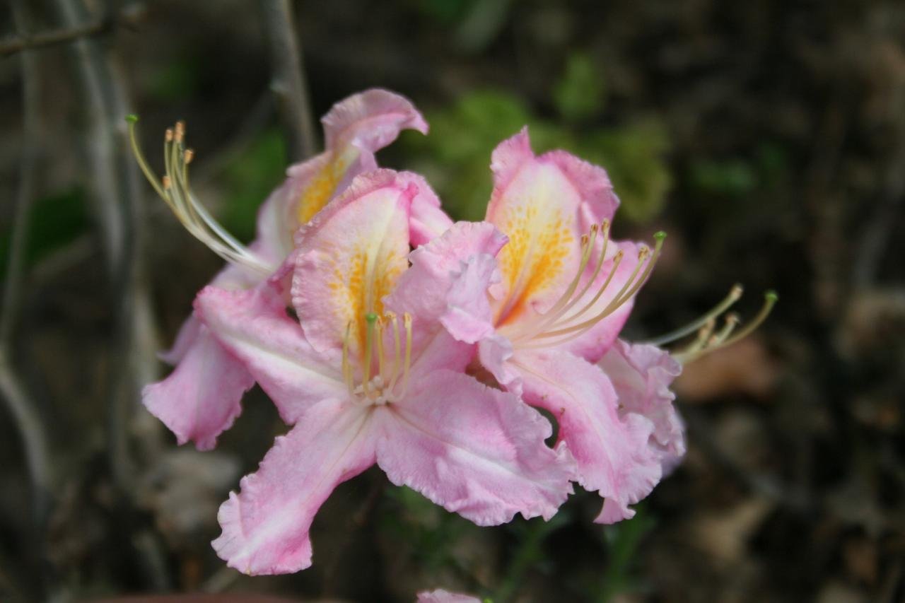 Rhododendron 'Tri-Lights'