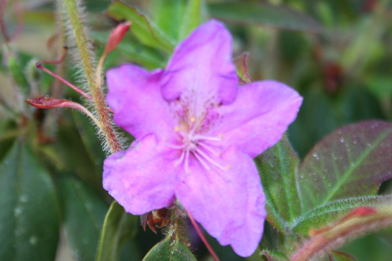 Rhododendron tricanthum-2-