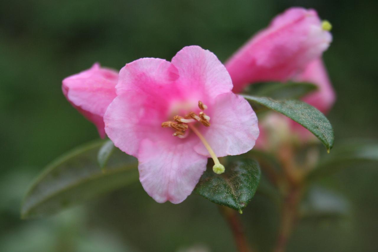Rhododendron tsangpoense-6-