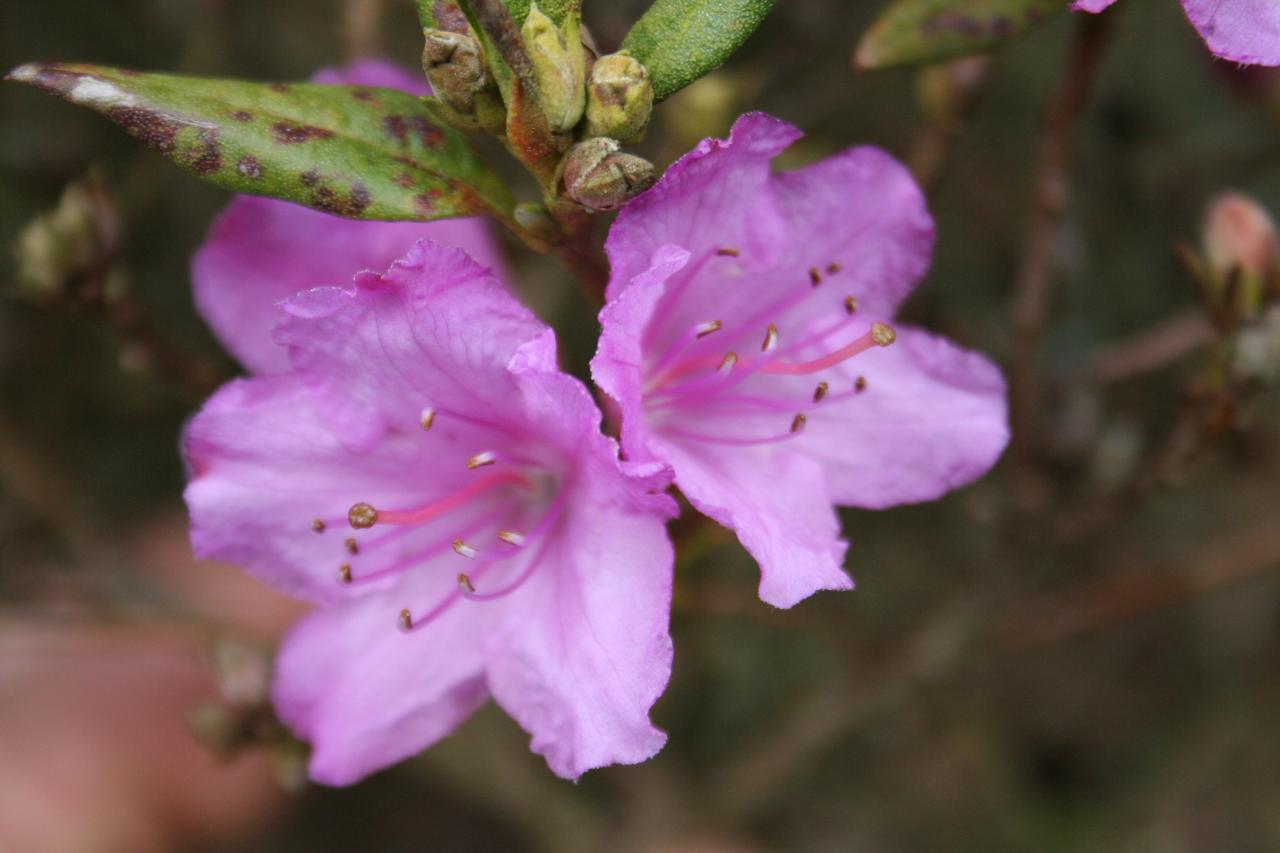 Rhododendron uniflorum-2-