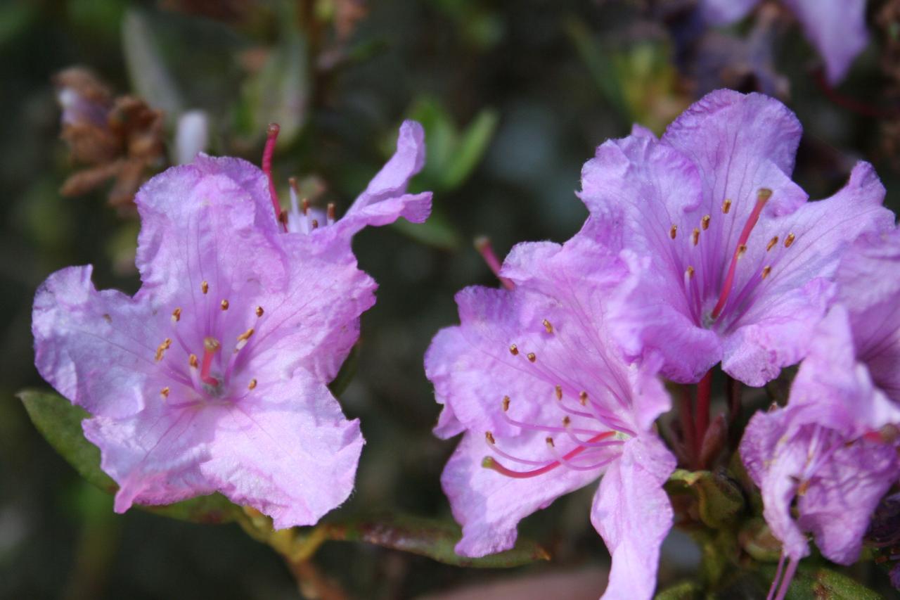 Rhododendron uniflorum