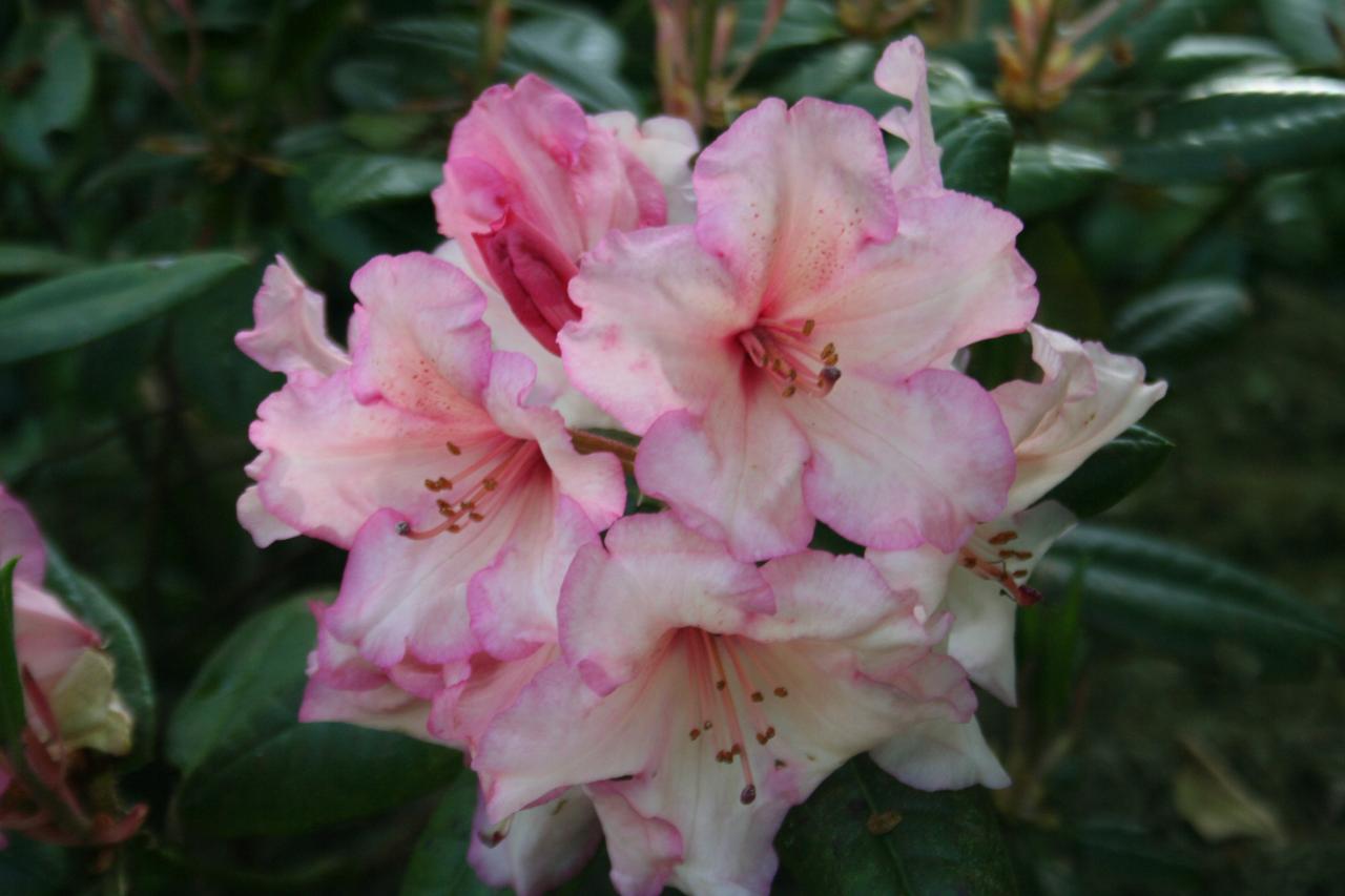 Rhododendron 'Virginia 'Richards'-2-