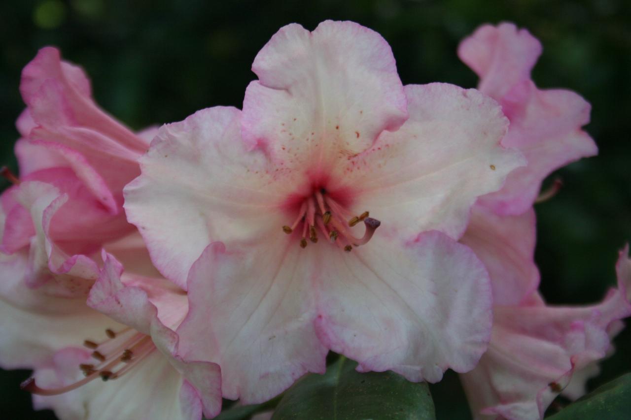 Rhododendron 'Virginia 'Richards'