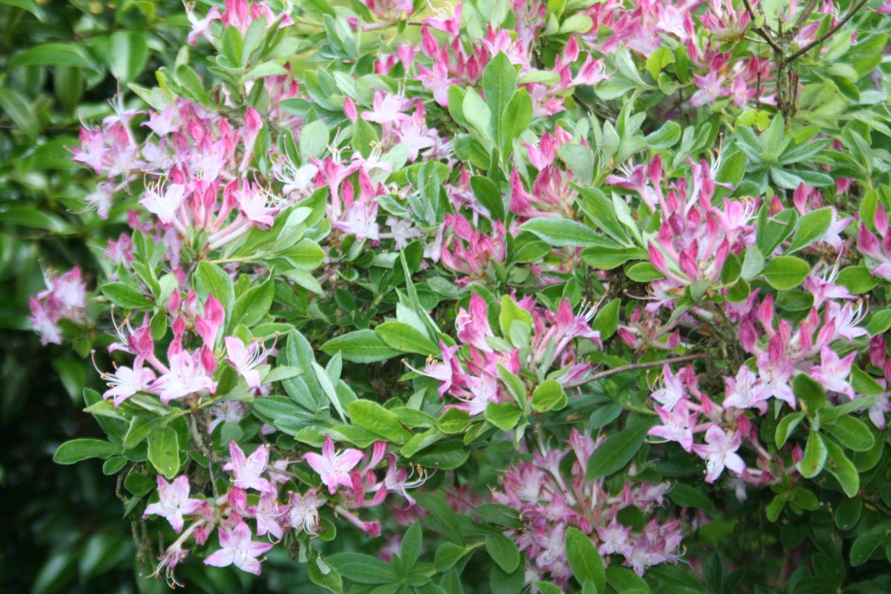 Rhododendron viscosum Oblongifolium Group-5-