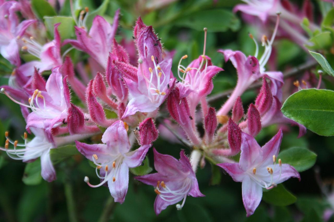 Rhododendron viscosum Oblongifolium Group-7-