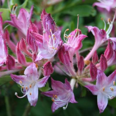 Rhododendron viscosum Oblongifolium Group-7-